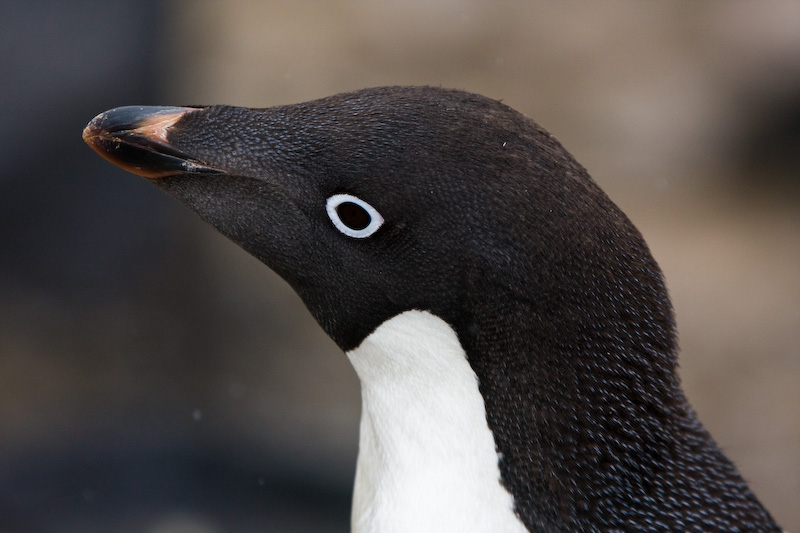 Adélie Penguin